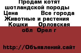 Продам котят шотландской породы › Цена ­ 2 000 - Все города Животные и растения » Кошки   . Орловская обл.,Орел г.